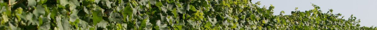 header_rebe_himmel-2007